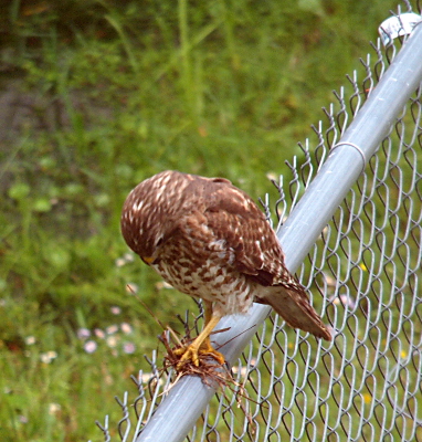 [Mostly brown hawk with a number of white feathers is perched atop the fence rail looking down at the twigs and stuff it has in its grasp.]
